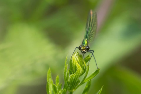 Banded demoiselle damselfly (Calopteryx splendens) adult female insect resting on a Cleaver plant
