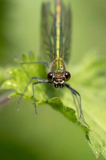 Banded demoiselle damselfly (Calopteryx splendens) adult female insect resting on a nettle plant