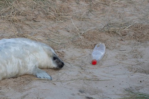 Atlantic grey seal (Halichoerus grypus) juvenile baby pup animal resting on a sand dune on a beach