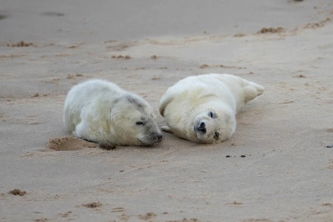 Atlantic grey seal (Halichoerus grypus) two juvenile baby pup animals sleeping on a beach in