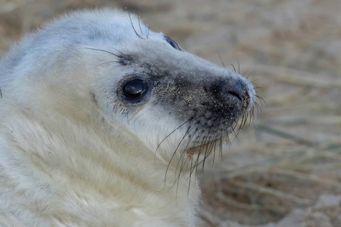 Atlantic grey seal (Halichoerus grypus) juvenile baby pup animal head portrait in winter, England,