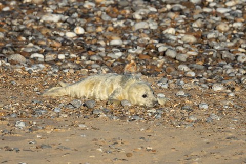 Atlantic grey seal (Halichoerus grypus) juvenile baby pup animal on a shingle beach in winter,