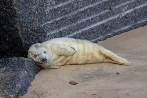 Atlantic grey seal (Halichoerus grypus) juvenile baby pup animal sleeping on a rock on a beach in