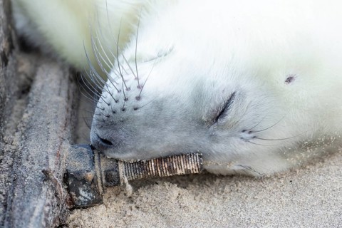 Atlantic grey seal (Halichoerus grypus) juvenile baby pup animal sleeping by a sea defence on a