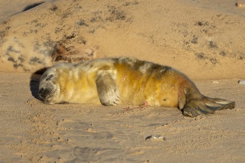 Atlantic grey seal (Halichoerus grypus) juvenile baby pup animal sleeping on a seaside beach next