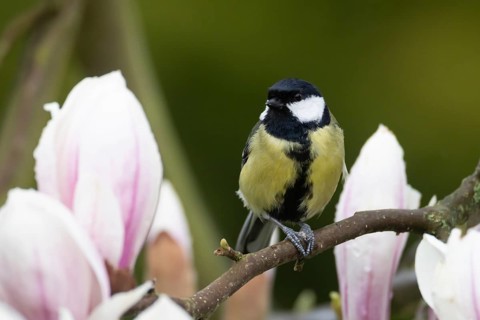 Great tit (Parus major) adult bird on garden Magnolia tree branch with blossom in spring, England,