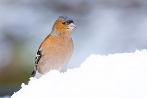 Eurasian chaffinch (Fringilla coelebs) adult male bird in a snow covered garden in winter, England,