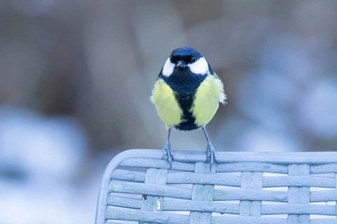 Great tit (Parus major) adult bird on a garden chair in winter, England, United Kingdom