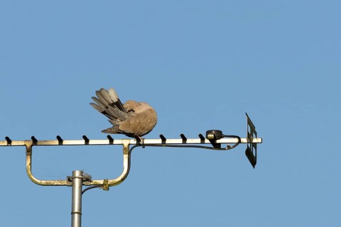 Collared dove (Streptopelia decaocto) adult bird preening on an urban house television aerial,