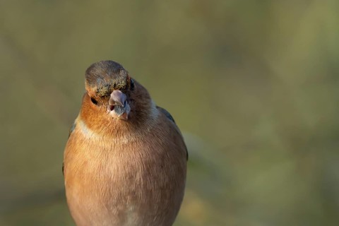 Eurasian chaffinch (Fringilla coelebs) adult male bird eating a sunflower seed in winter, England,