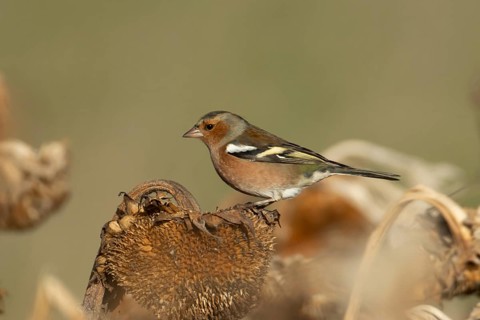 Eurasian chaffinch (Fringilla coelebs) adult male bird on a sunflower plant seedhead in winter,