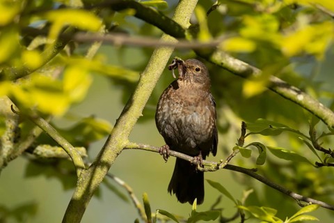 Eurasian blackbird (Turdus merula) adult female bird with worms in its beak for food in spring,