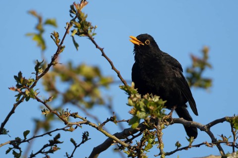 Eurasian blackbird (Turdus merula) adult male garden bird singing in a hedgerow in spring, England,