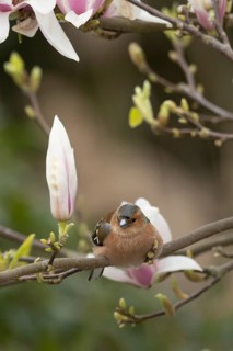 Eurasian chaffinch (Fringilla coelebs) adult male bird on garden Magnolia tree branch with blossom