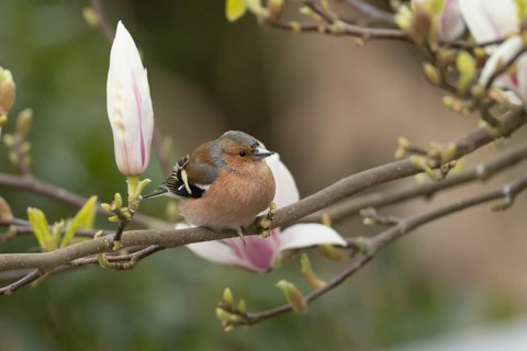 Eurasian chaffinch (Fringilla coelebs) adult male bird on garden Magnolia tree branch with blossom