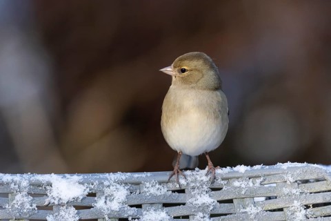 Eurasian chaffinch (Fringilla coelebs) adult female bird on a snow covered garden chair in winter,
