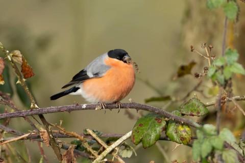 Eurasian bullfinch (Pyrrhula pyrrhula) adult male bird feeding on nettle seeds in a hedgerow in