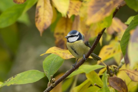 Blue tit (Cyanistes Caeruleus) adult bird on a garden Magnolia tree with autumn colour leaves,