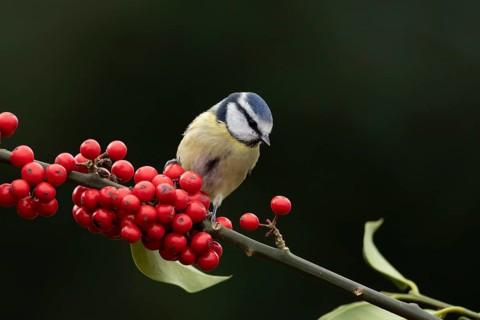 Blue tit (Cyanistes Caeruleus) adult bird on a garden Holly tree branch with red berries in winter,