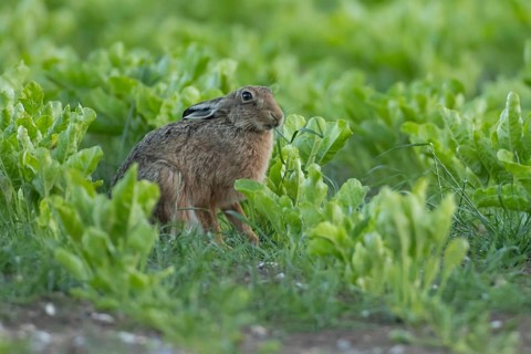 European brown hare (Lepus europaeus) adult animal feeding in a farmland sugar beet crop in the