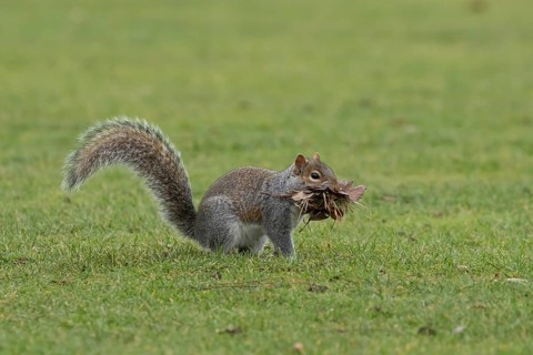 Grey squirrel (Sciurus carolinensis) adult animal with a mouthful of leaves and grass for nesting