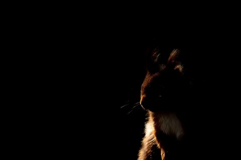 Red squirrel (Sciurus vulgaris) adult animal backlit head portrait, England, United Kingdom