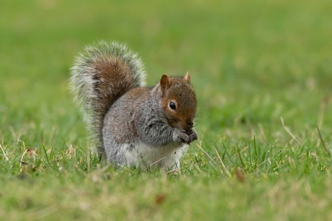 Grey squirrel (Sciurus carolinensis) adult animal eating a nut on grass, England, United Kingdom