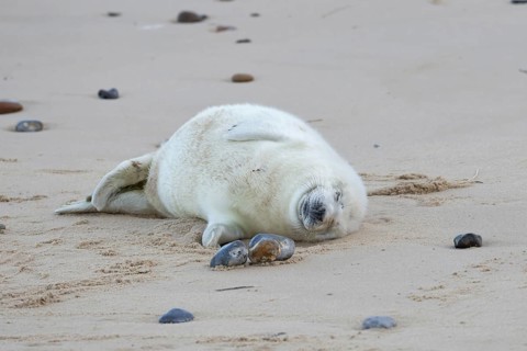 Atlantic grey seal (Halichoerus grypus) juvenile baby pup animal sleeping on sand on a beach,