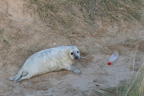 Atlantic grey seal (Halichoerus grypus) juvenile baby pup animal in sand dunes on a beach next to