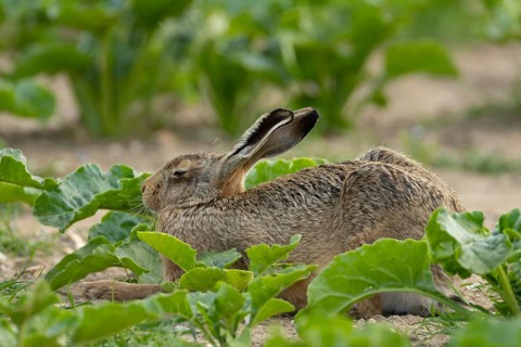 European brown hare (Lepus europaeus) adult animal sleeping in a farmland sugar beet crop in the
