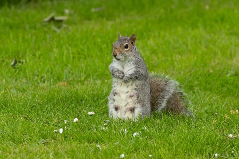 Grey squirrel (Sciurus carolinensis) adult animal on grass, England, United Kingdom