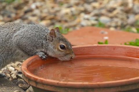 Grey squirrel (Sciurus carolinensis) adult animal drinking water from a garden plant pot saucer,