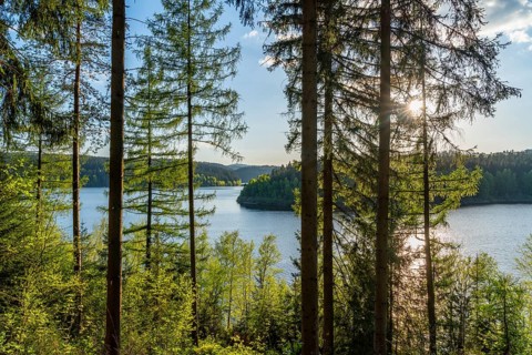 View through the spruce forest of the Eibenstock drinking water dam, Ore Mountains, Saxony, Germany