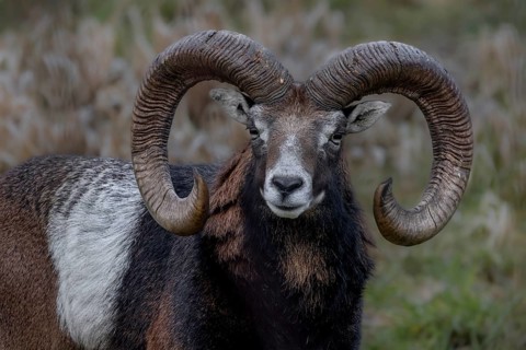 Portrait of the mouflon ram (Ovis gmelini), Germany
