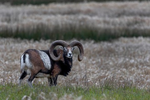 Mouflon ram (Ovis gmelini) on a moorland meadow, Germany
