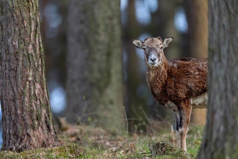 A female mouflon (Ovis gmelini) stands motionless in a pine forest and watches the photographer,