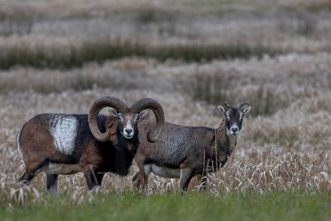 Mouflon rams (Ovis gmelini) and females looking attentively at the photographer, pair, couple,