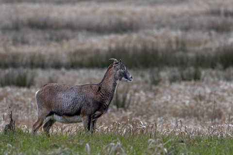 The small horns of the female mouflon (Ovis gmelini) are clearly recognisable, Germany