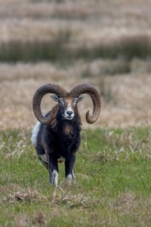 The mouflon ram (Ovis gmelini) has noticed a movement, Germany