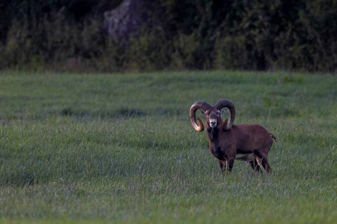Old mouflon rams (Ovis gmelini) lead an erratic life, when they are disturbed they like to leave
