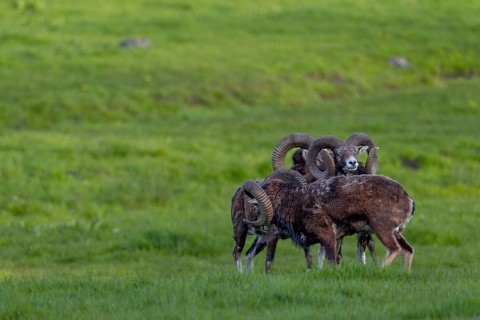 Mouflon rams (Ovis gmelini) are very playful animals, and when they are undisturbed, their