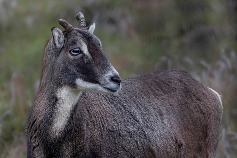 Portrait of a horned female mouflon (Ovis gmelini), Germany