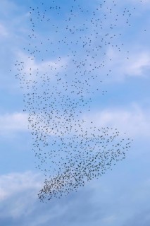 The flight formation of the flock of starlings (Sturnus vulgaris) resembles an elephant's foot,