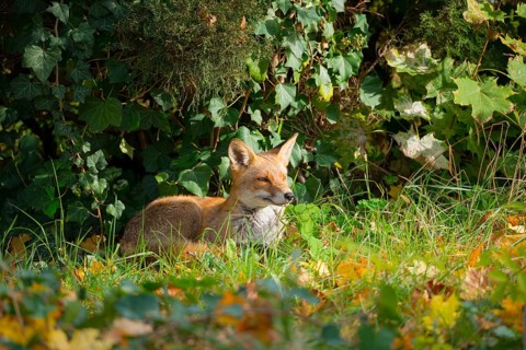 Red fox (Vulpes vulpes) lying upright peacefully and relaxed in the sun under a juniper and ivy