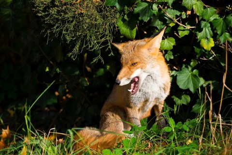 Red fox (Vulpes vulpes) sitting peacefully in the sun under a juniper and ivy between grass and