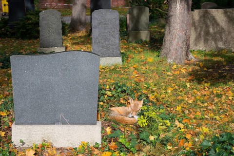 Red fox (Vulpes vulpes) lying peacefully curled up in the sun, grass and autumn leaves, sleeping,