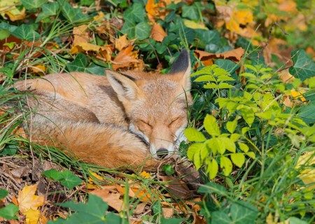 Red fox (Vulpes vulpes) lies peacefully curled up in the sun between grass and leaves and seems to