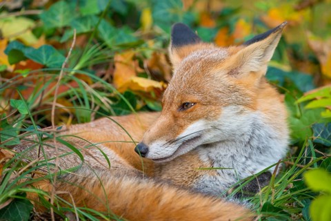 Red fox (Vulpes vulpes) lying peacefully curled up in the sun between grass and leaves, Common ivy