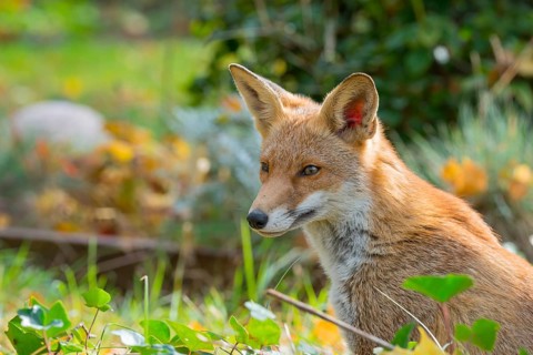 Red fox (Vulpes vulpes) sitting peacefully in the sun between grass and leaves, looking calmly,
