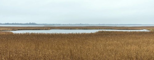 Lagoon area at the Meinigenbrücke near Zingst, panorama, Fischland-Darß-Zingst, Western Pomerania